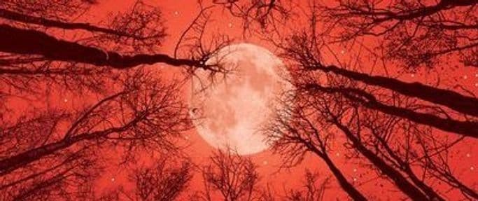 moon through the trees in a red sky; gothic fantasy books