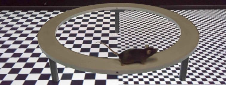 Researchers Created a Working Star Trek Holodeck for Mice