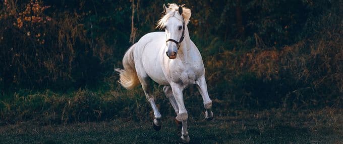 White horse in a forest