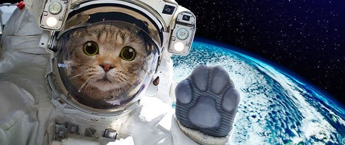 the coolest cats in space from books-and-movies