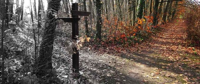 a crossroads in the wood